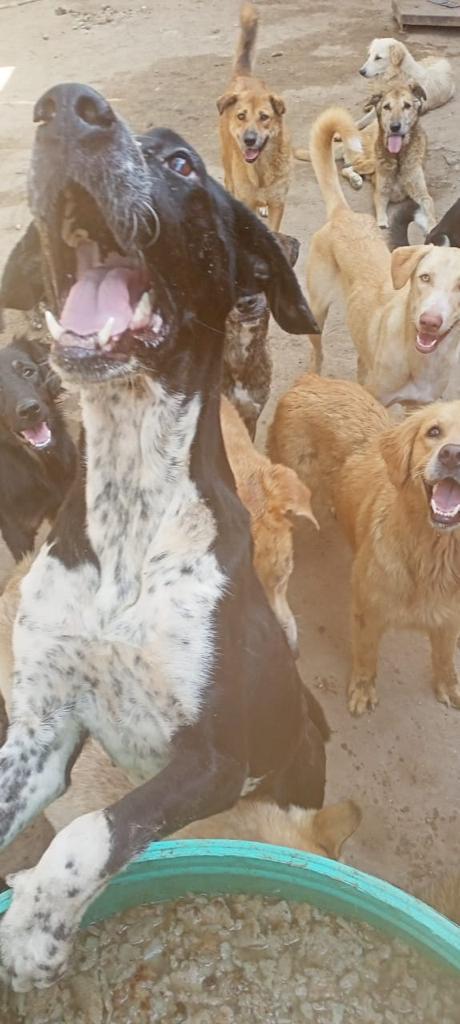 Ratunek dla 550 psów z piekła Egiptu